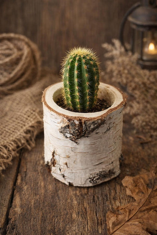 Birch Wood Planter – Natural Wooden Flower Pot Rustic Decor (8 cm / 12 cm) Handmade Wood Cup